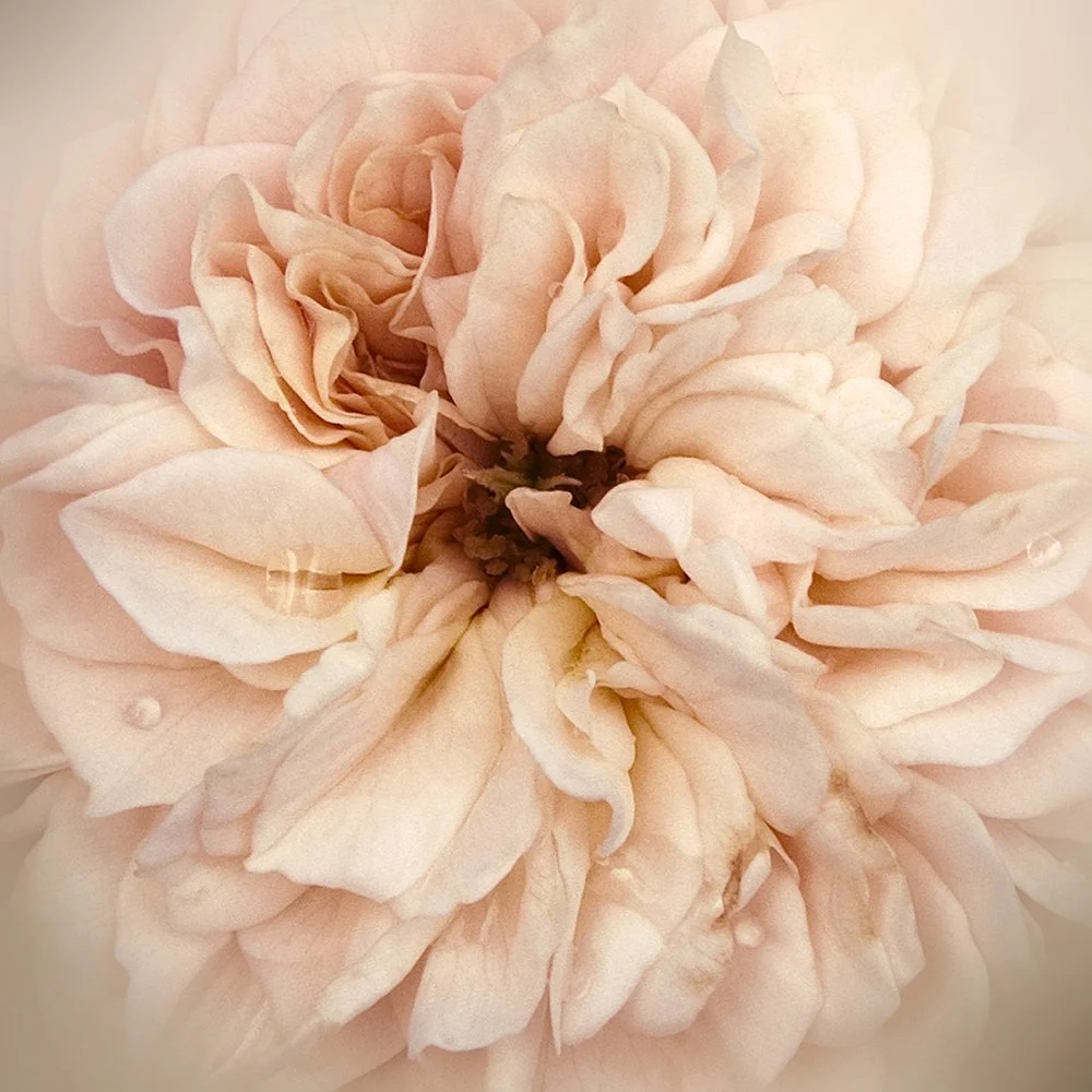 Romance Rose