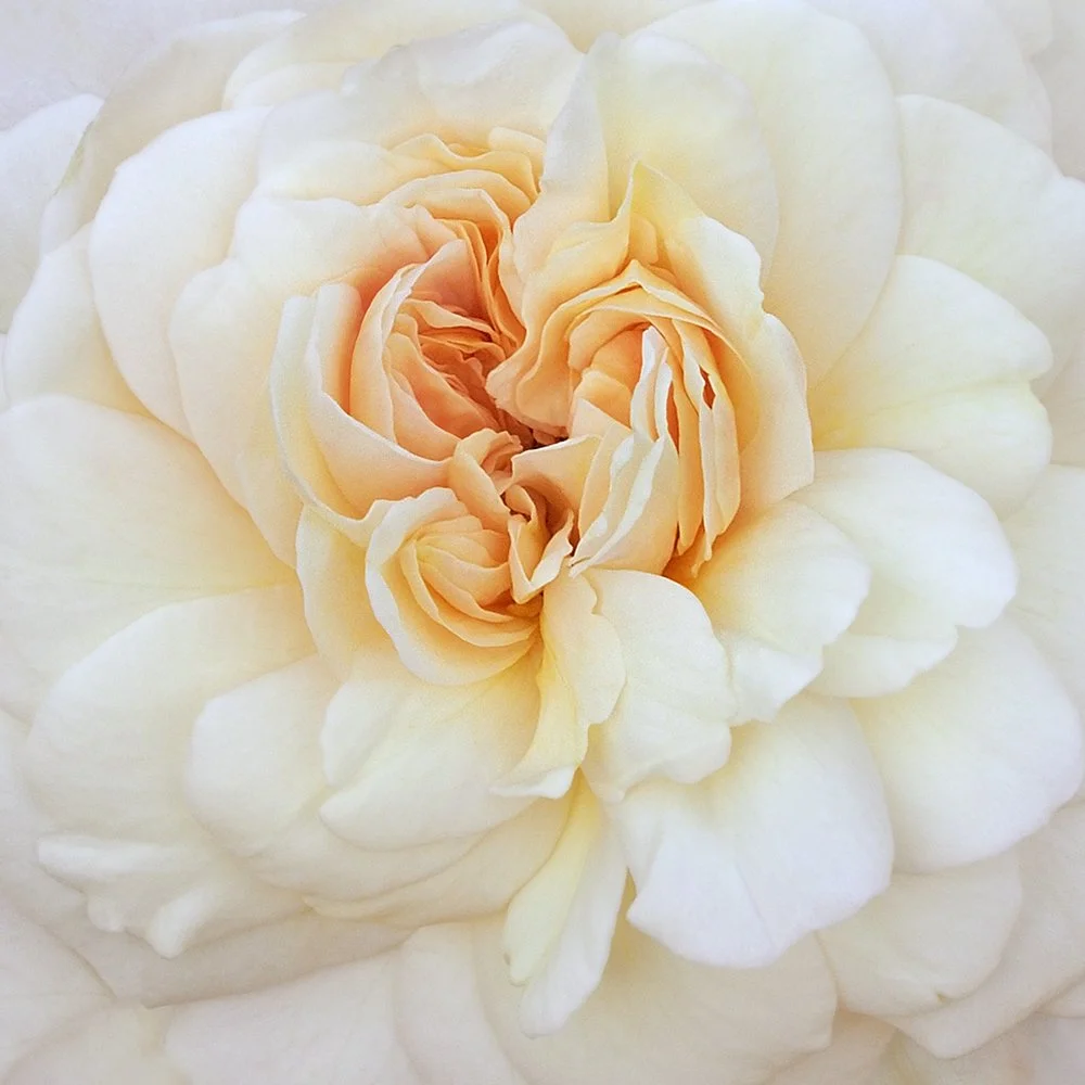 Rose Cloud