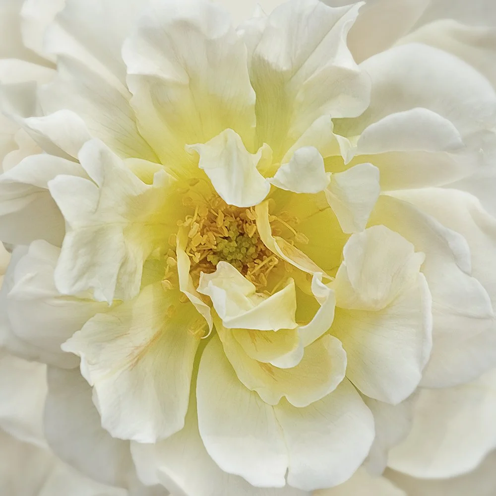 Rose Glow