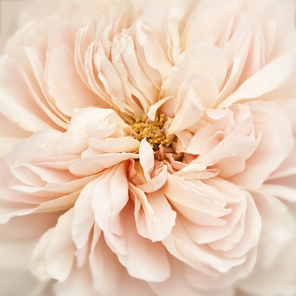 Wonderland Rose II