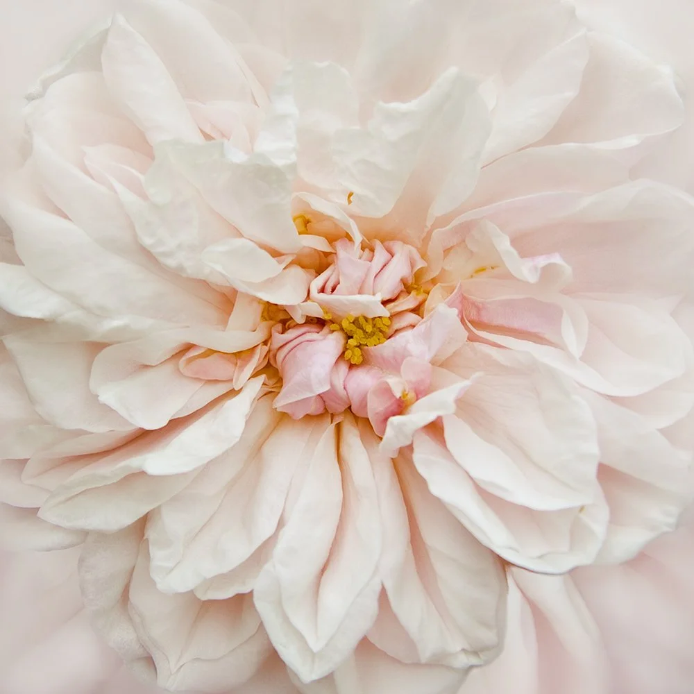 Wonderland Rose I