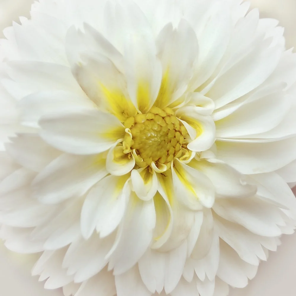 White Dahlia Beauty