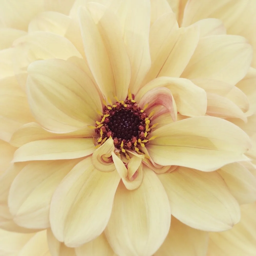 My Darling Dahlia