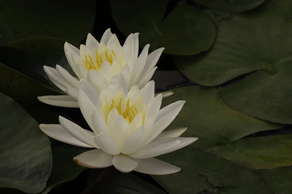 White Nights Lotus