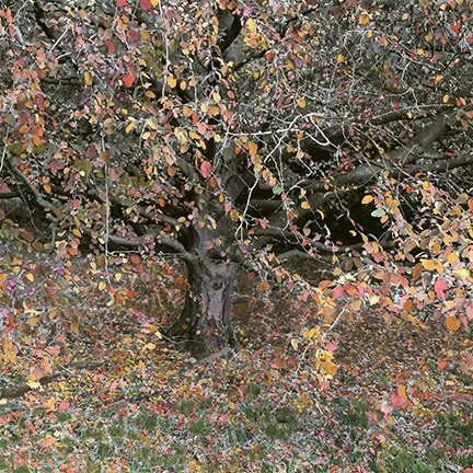 Autumn in the Forest I