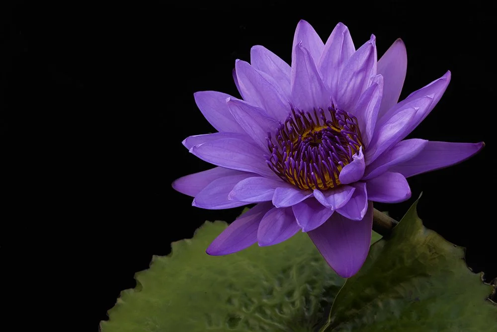 Single Violet Lotus