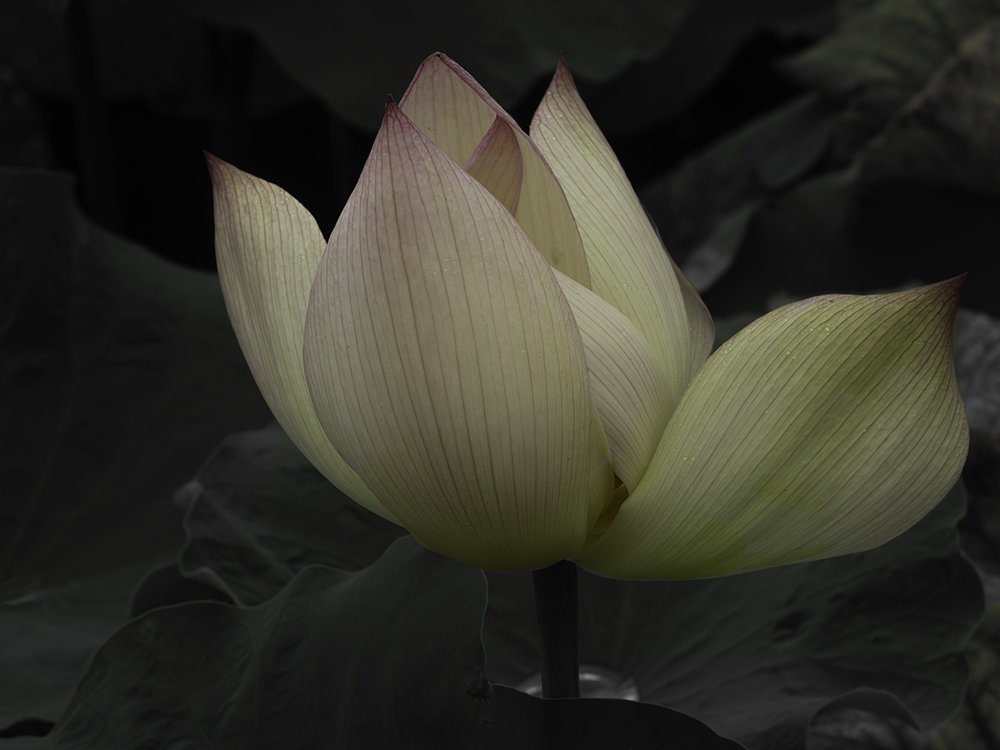 Midnight Lotus