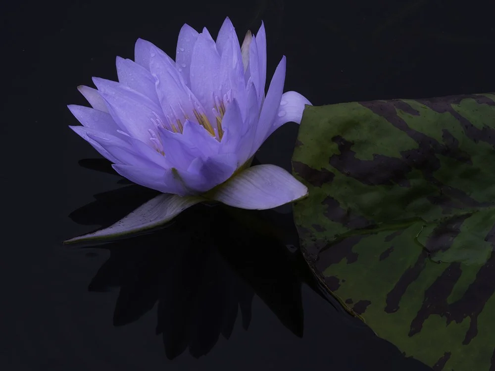 Single Lavender Lotus