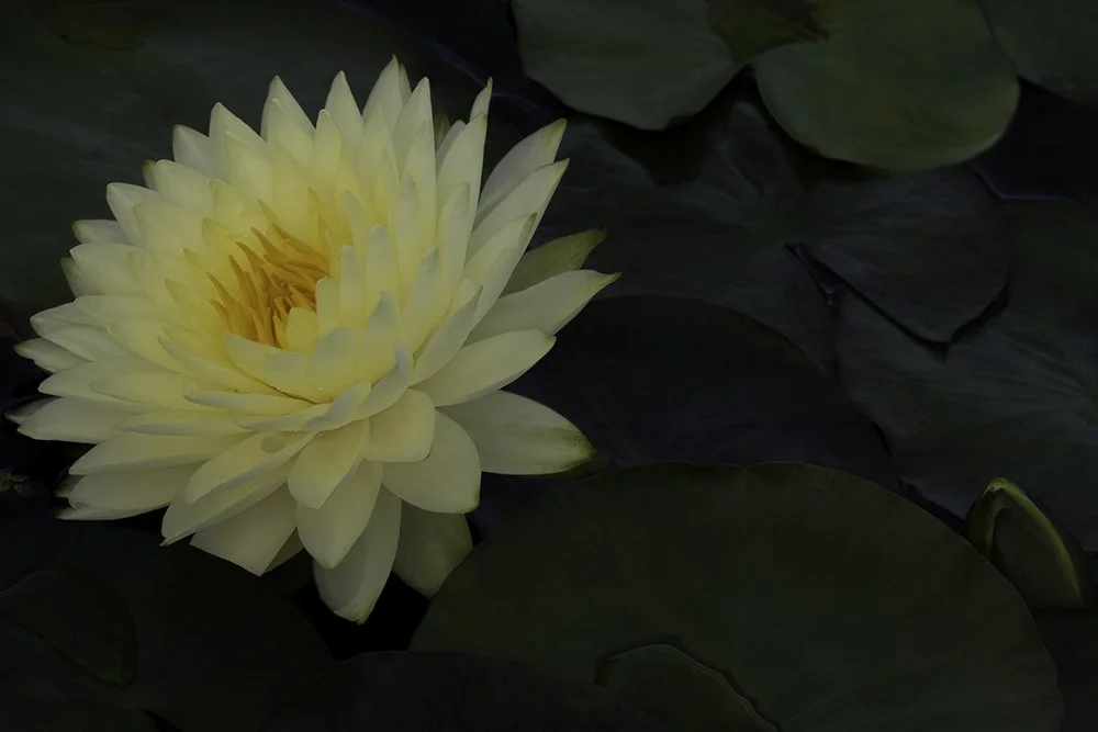 Single Yellow Lotus