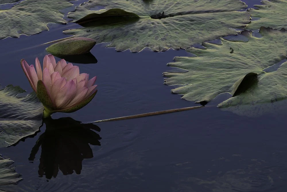 Lotus Resting