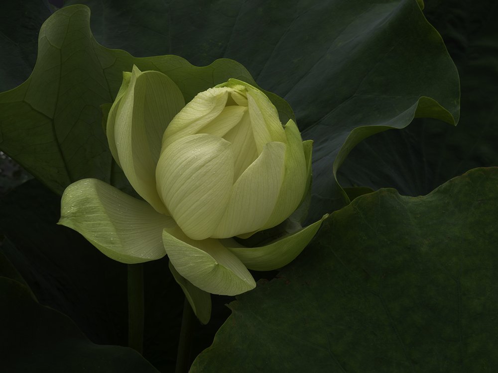 Moonlit Lotus