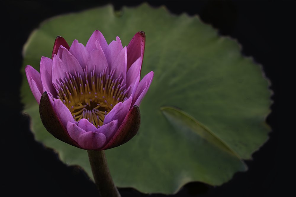 Single Fuchsia Lotus