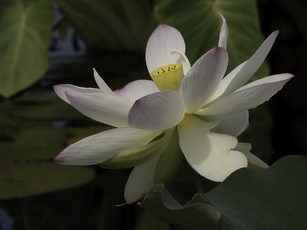 White Queen Lotus