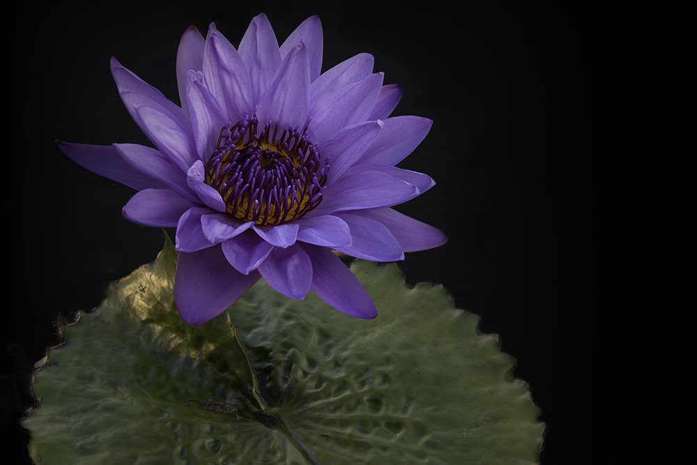 Single Purple Lotus