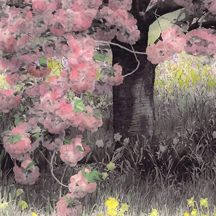 Apple Blossoms I