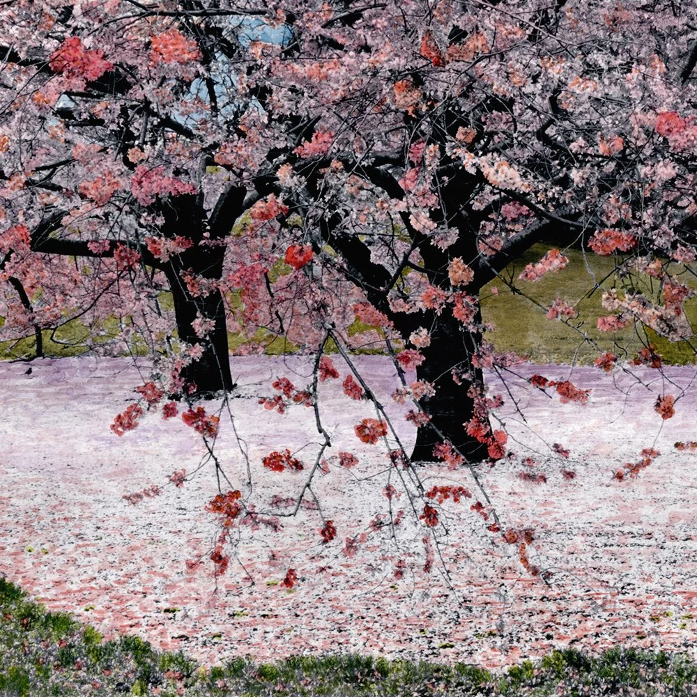 Cherry Blossoms