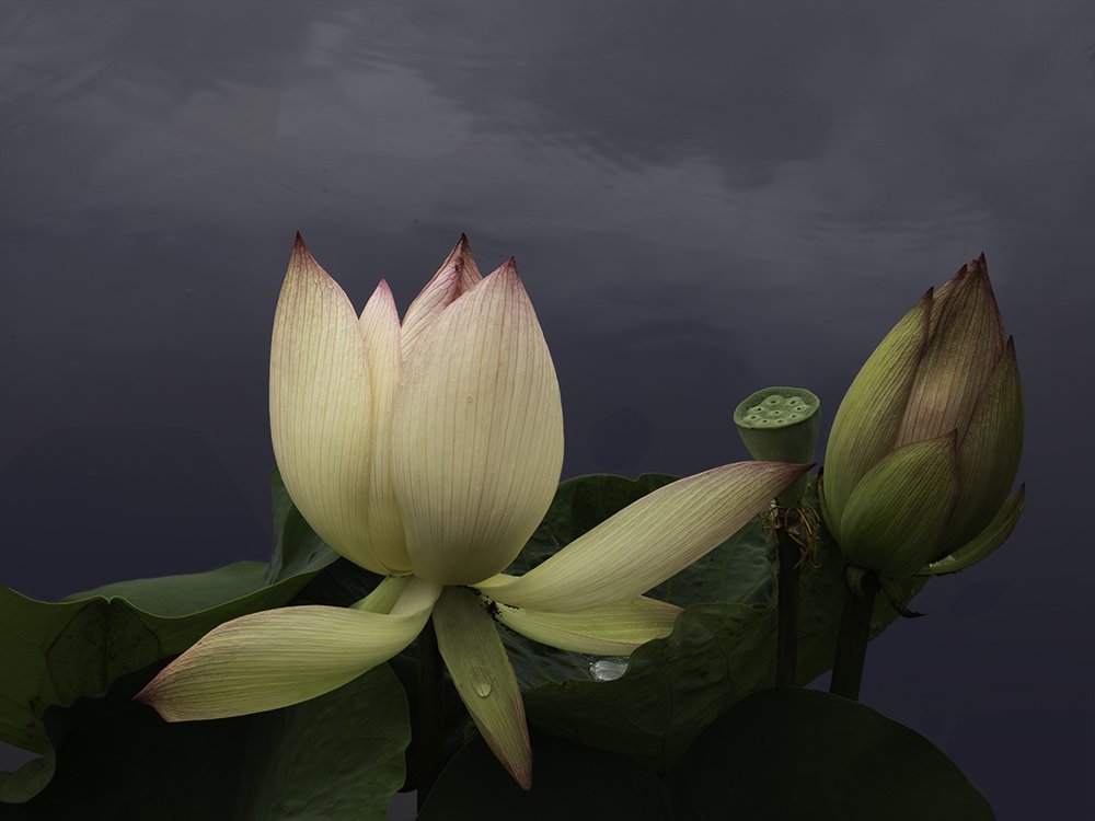 Lotus with Sky