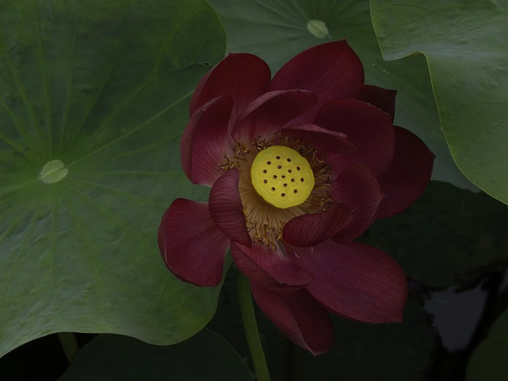 Crimson Lotus