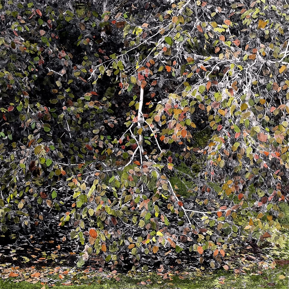 Birch I