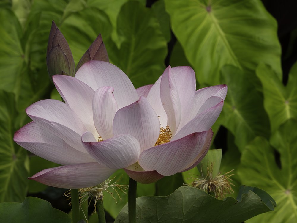 Pink Blush Lotus