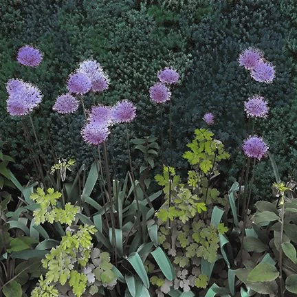 Allium on Green