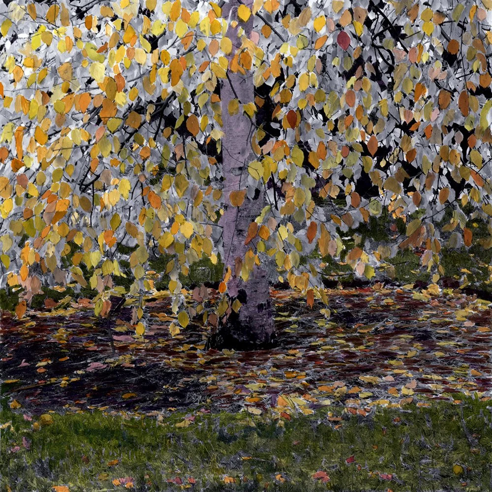 Birch II