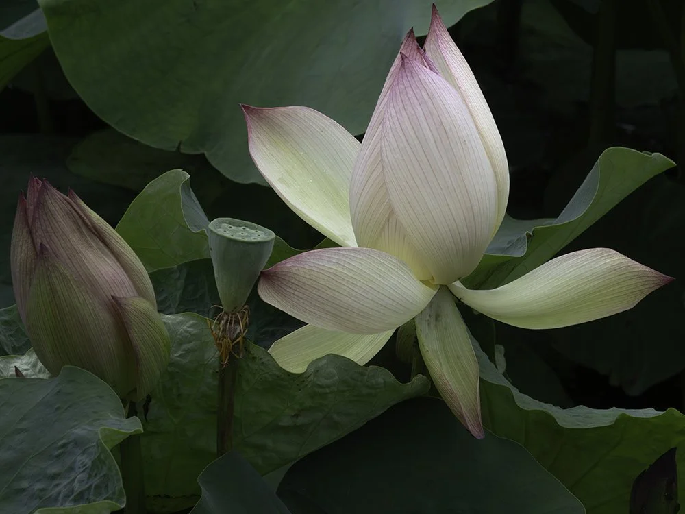 Lotus Party