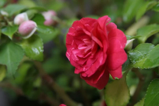 rose.jpg