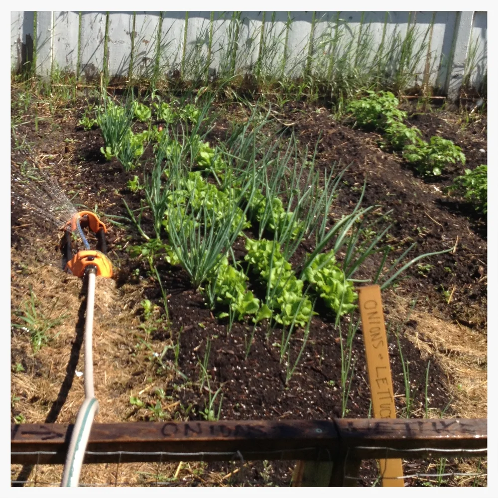  ... and they grew... 