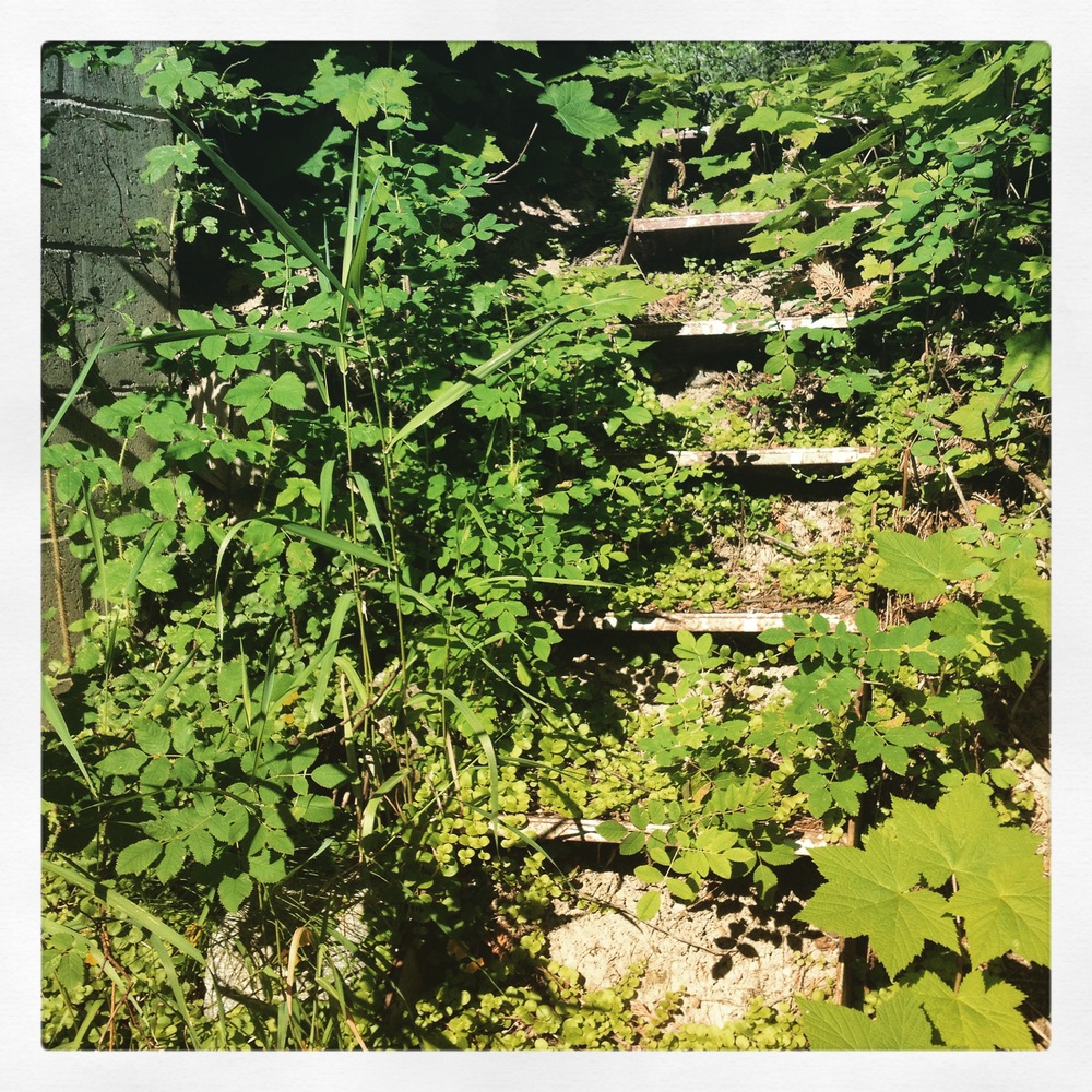  These back steps remind me of the Secret Garden, the way they have become so overgrown... which is also a bit of a hazard. 