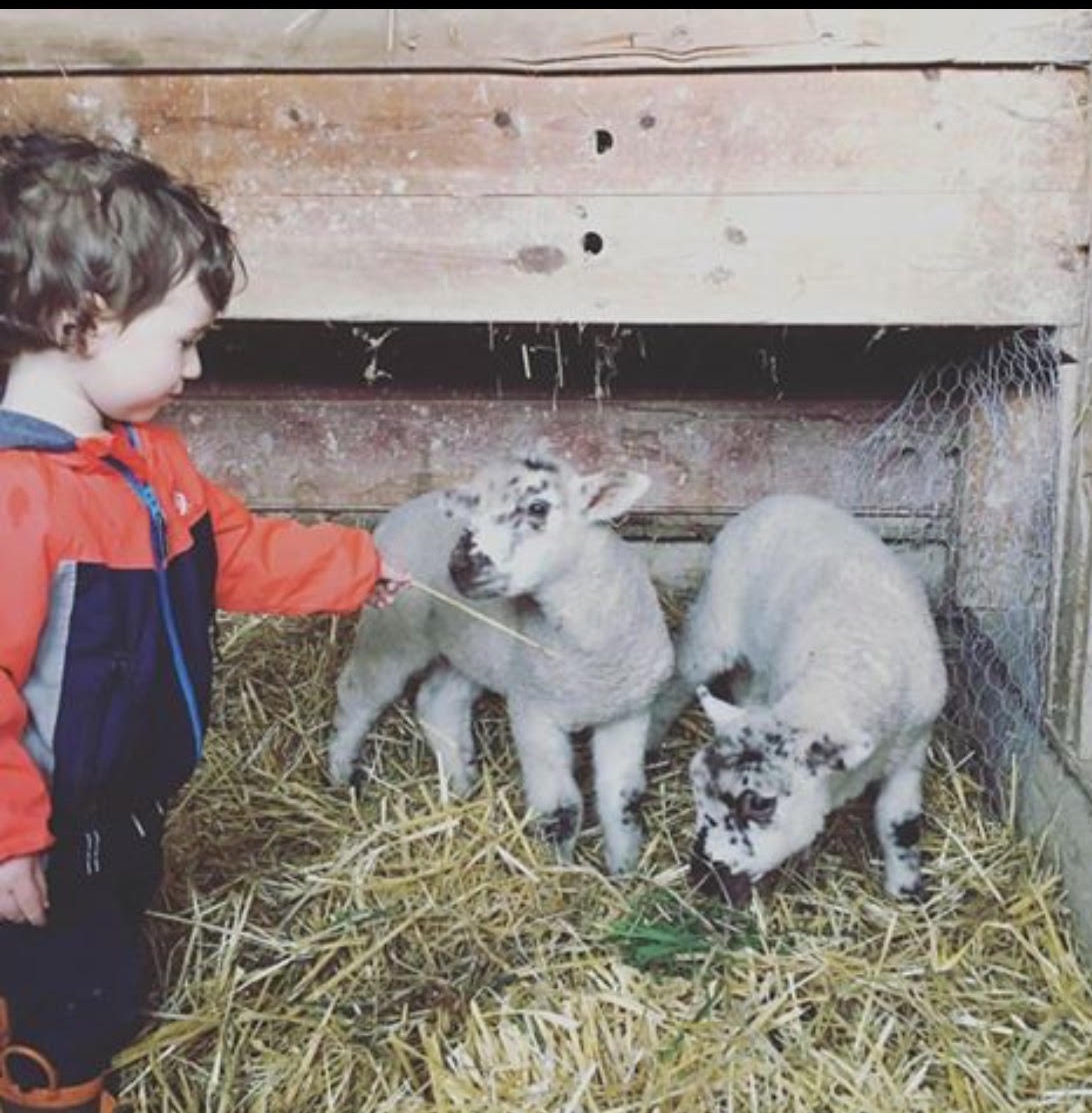 Wilf trying to feed Nelson some straw.