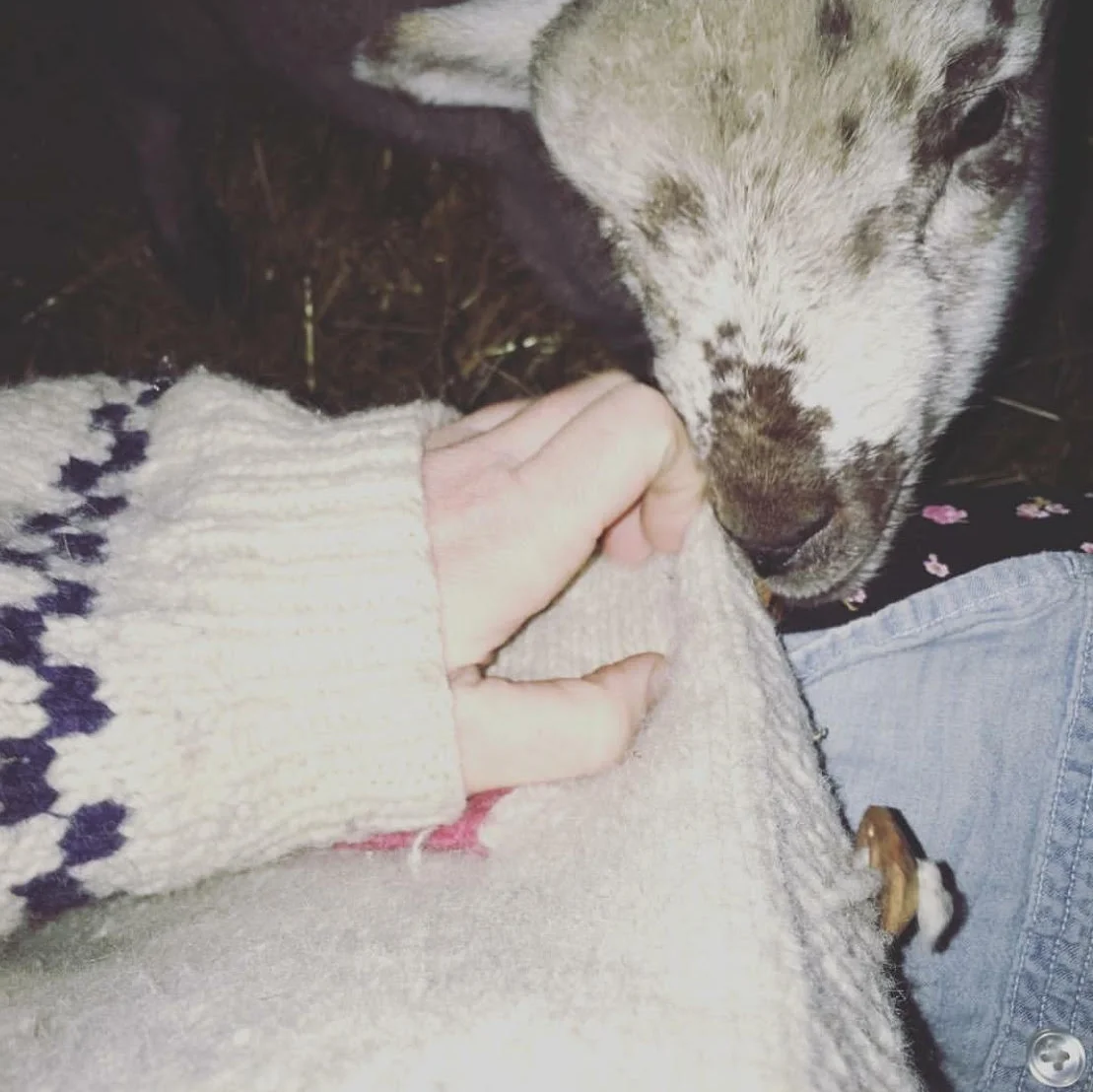 Here is Willie in the first night or two, trying to eat a button from the wool sweater I would wear when I fed them. I thought if I wore a wool sweater to feed them they would think I was their mama and would feel better about their new home.