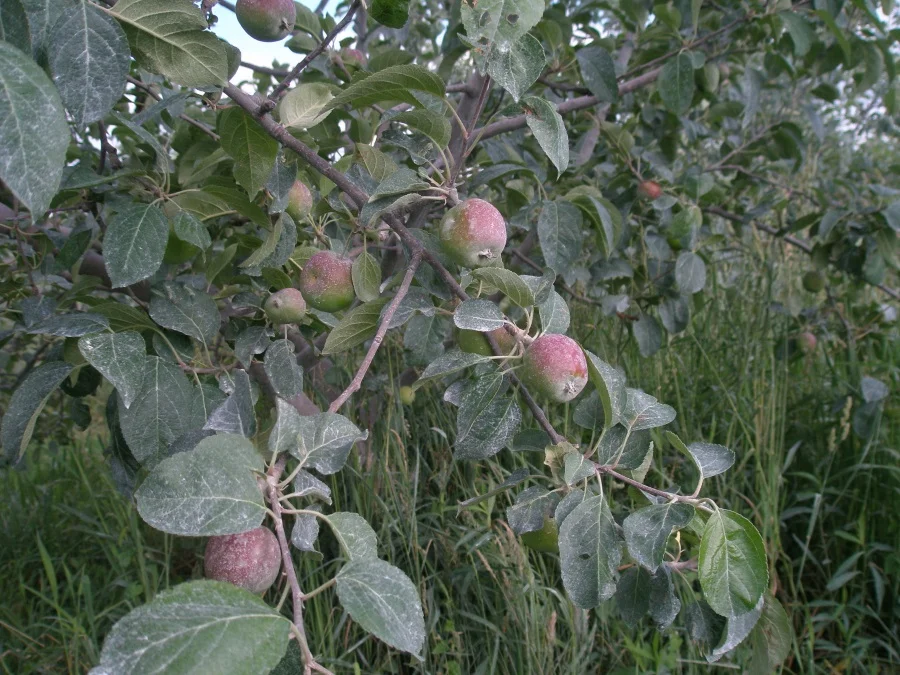 A well-thinned organic apple crop, covered in protective clay to keep the chewing pests away.