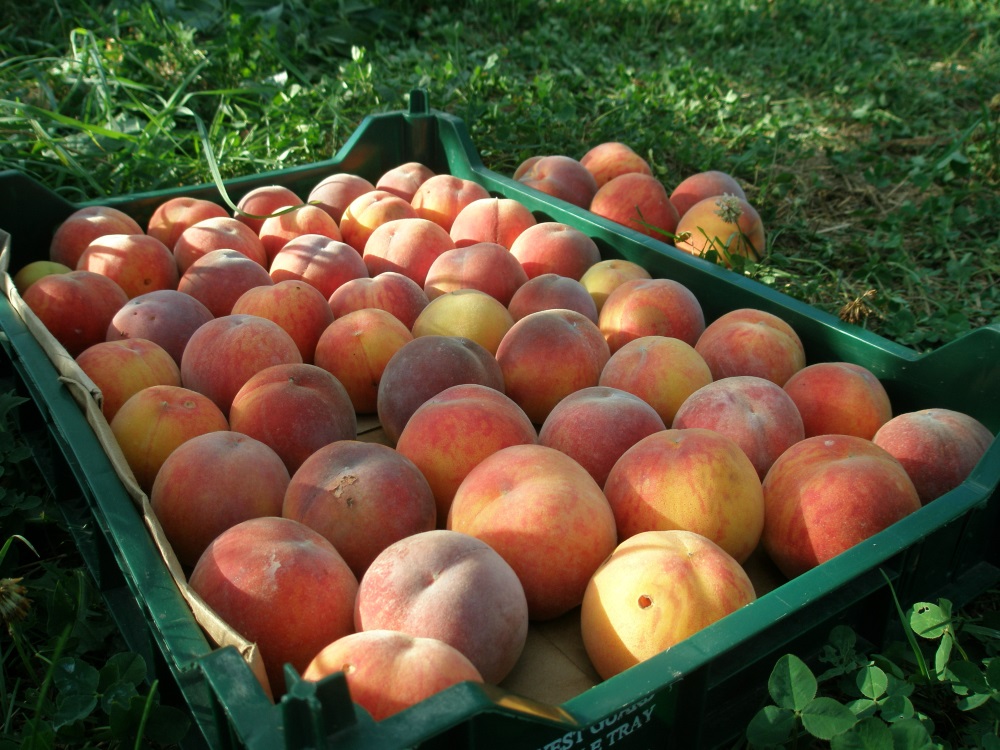 Peach harvest at West Haven Farm
