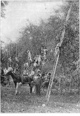 The Apples of NY, (S.A. Beach, 1905)