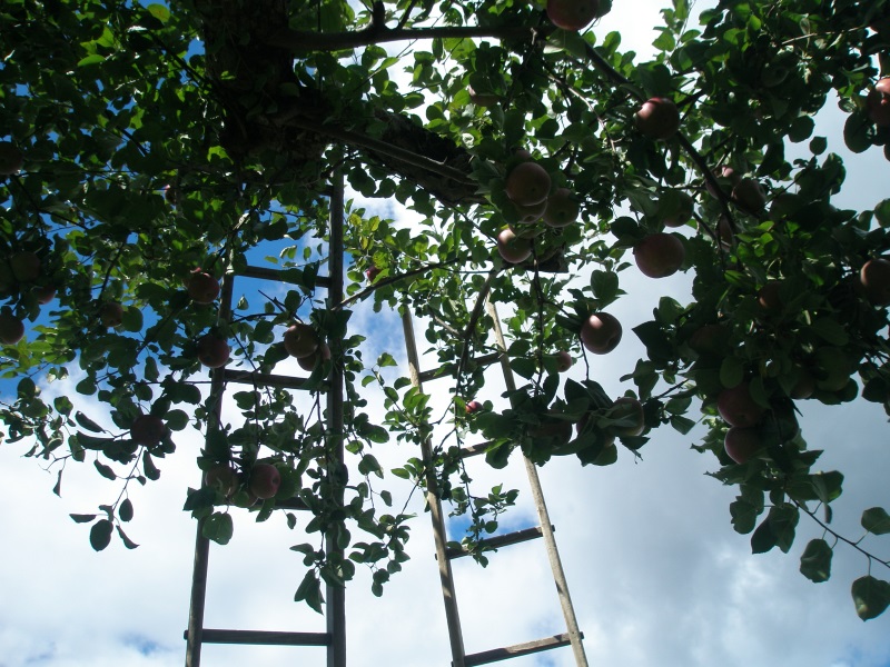 Starting up a ladder for the day...