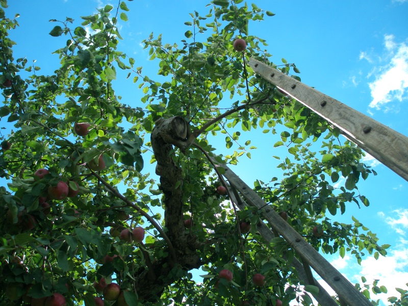 Skyview at West Haven Organic Farm.