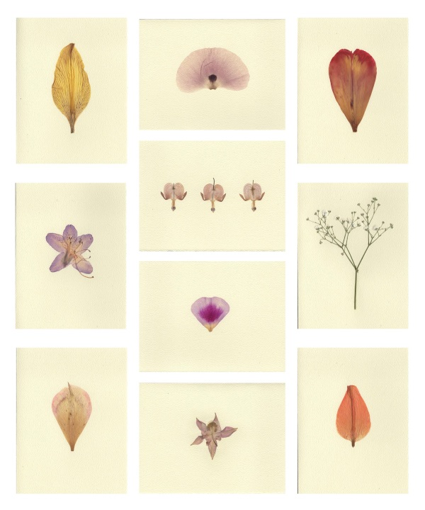 Earth Grown Shades by Sarah Gotowka will be selling dry-pressed flower prints and cards, as well as a line of naturally dyed local yarn using colors that she has either grown herself or harvested from the wild. Contact saagoto@gmail.com 