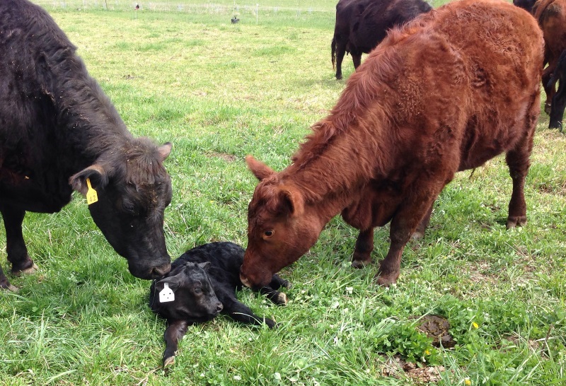 Jonathan, first calf for Forest (red mama). Calf 3 of 6 this year for Good Life Farm