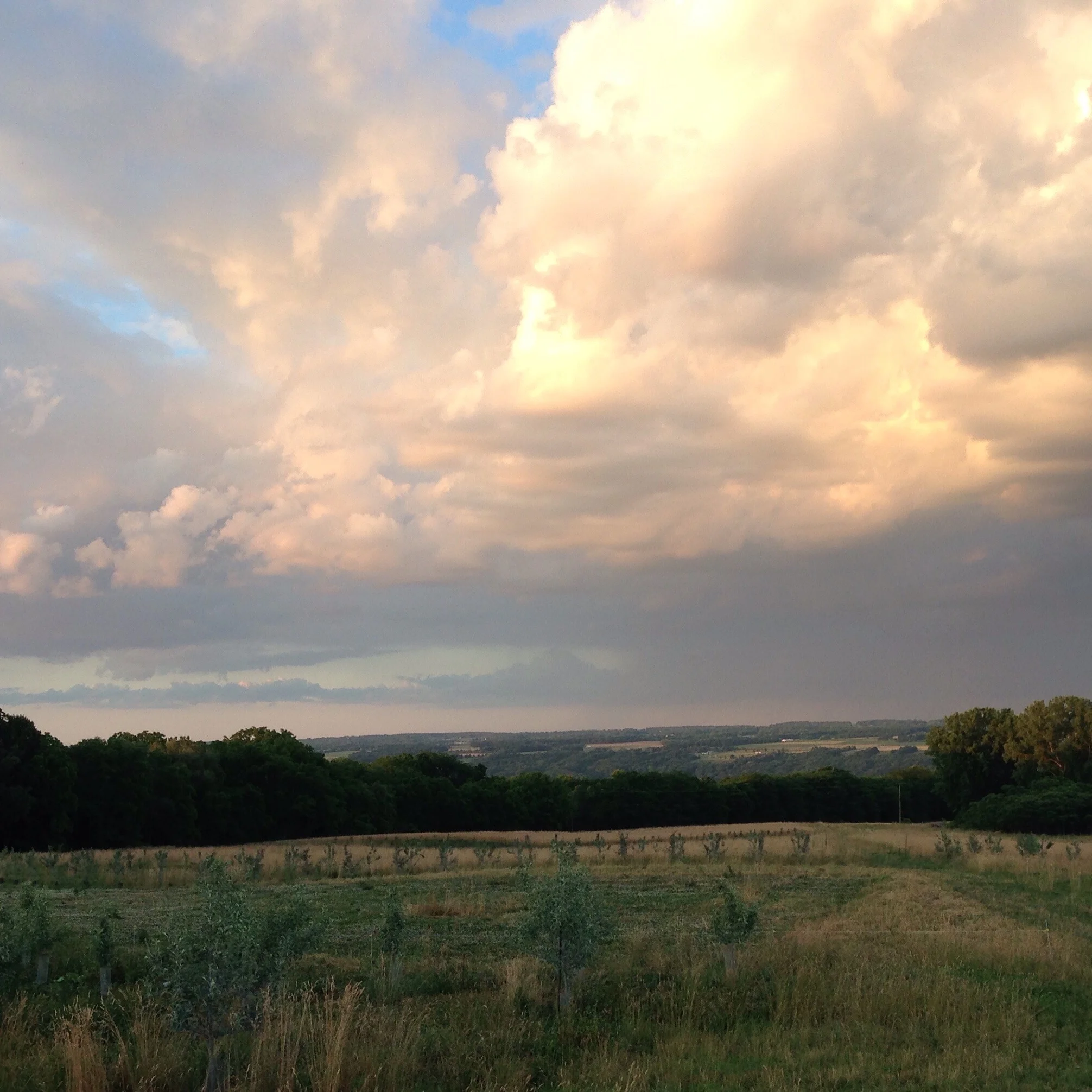 Brown grass, resilient clover and great clouds: signs of a dry year