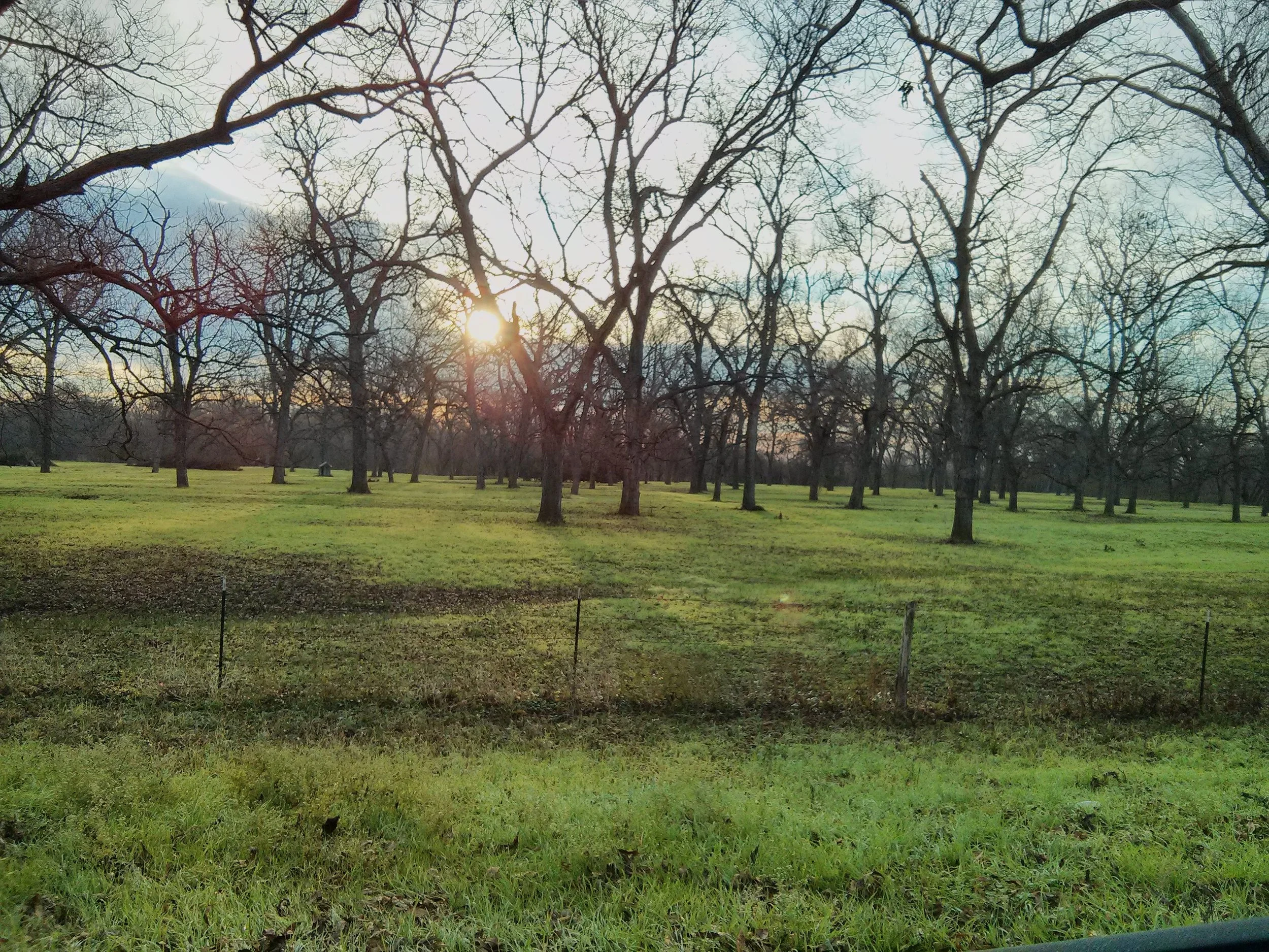 Pecan groves prior to flooding. Photo: Karin Patzke
