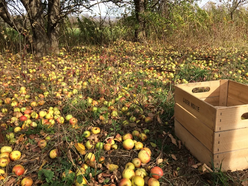 foraging at Donna's.jpg