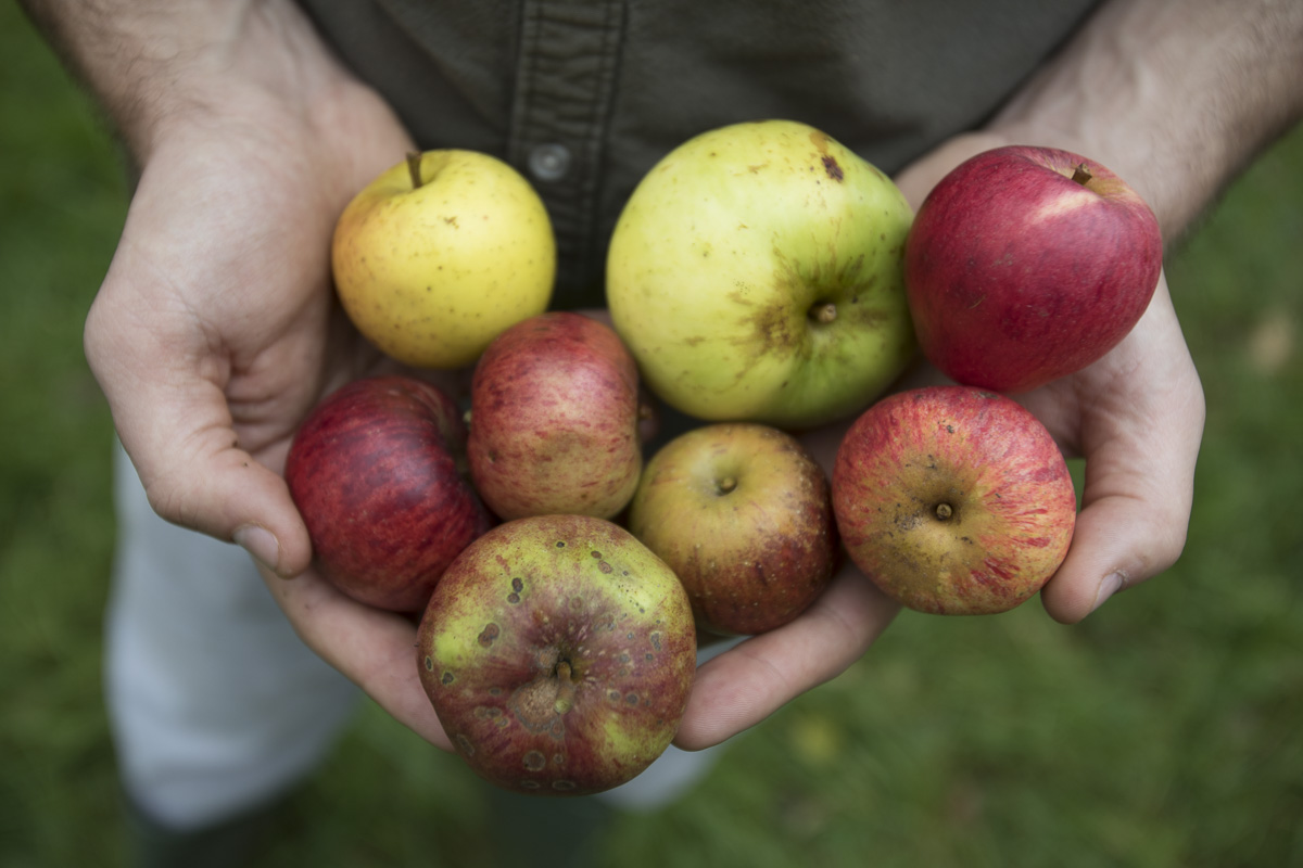Ciderology_is3a3896_LOW RES.jpg