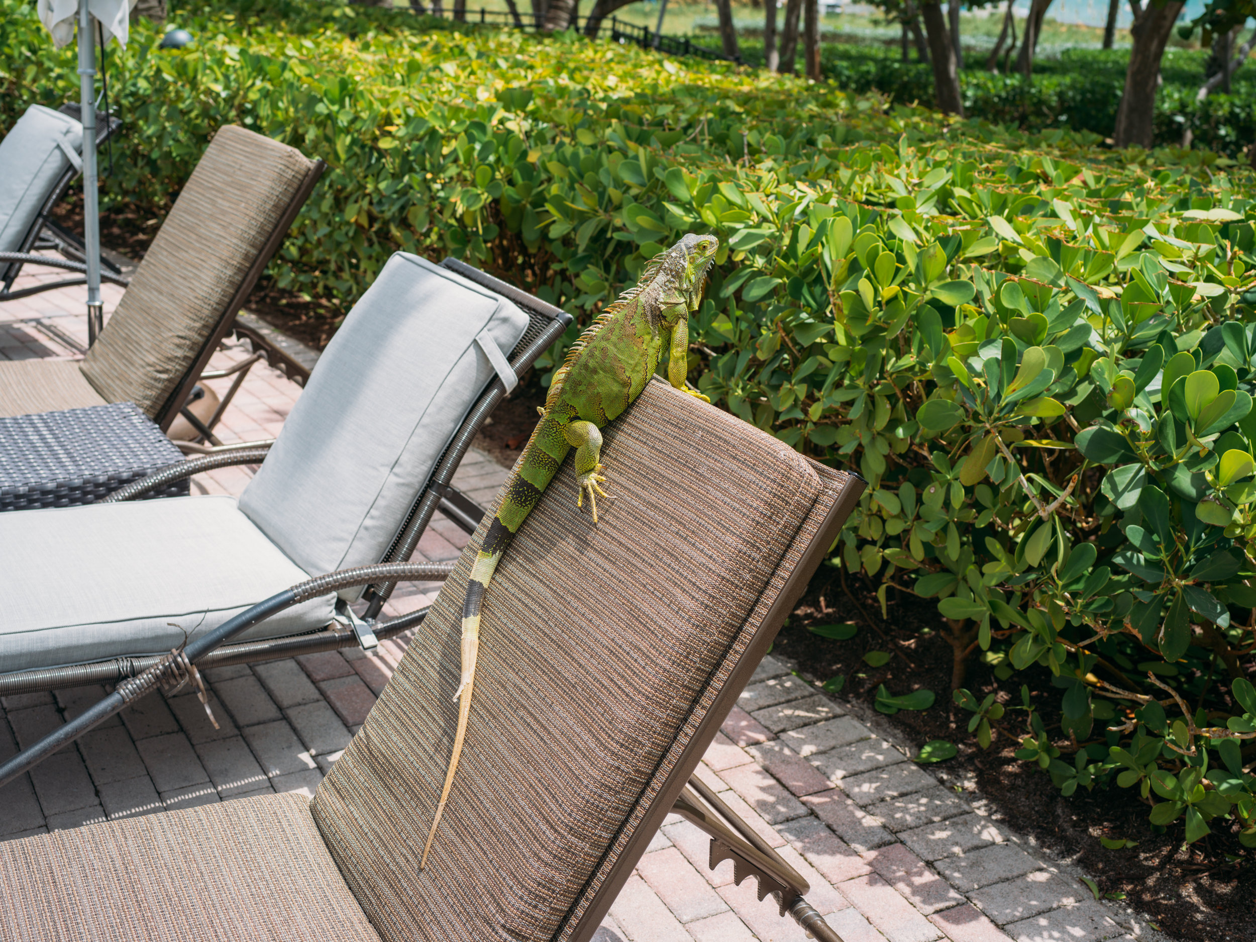Nick-Johnson-Photography-Iguana.jpg