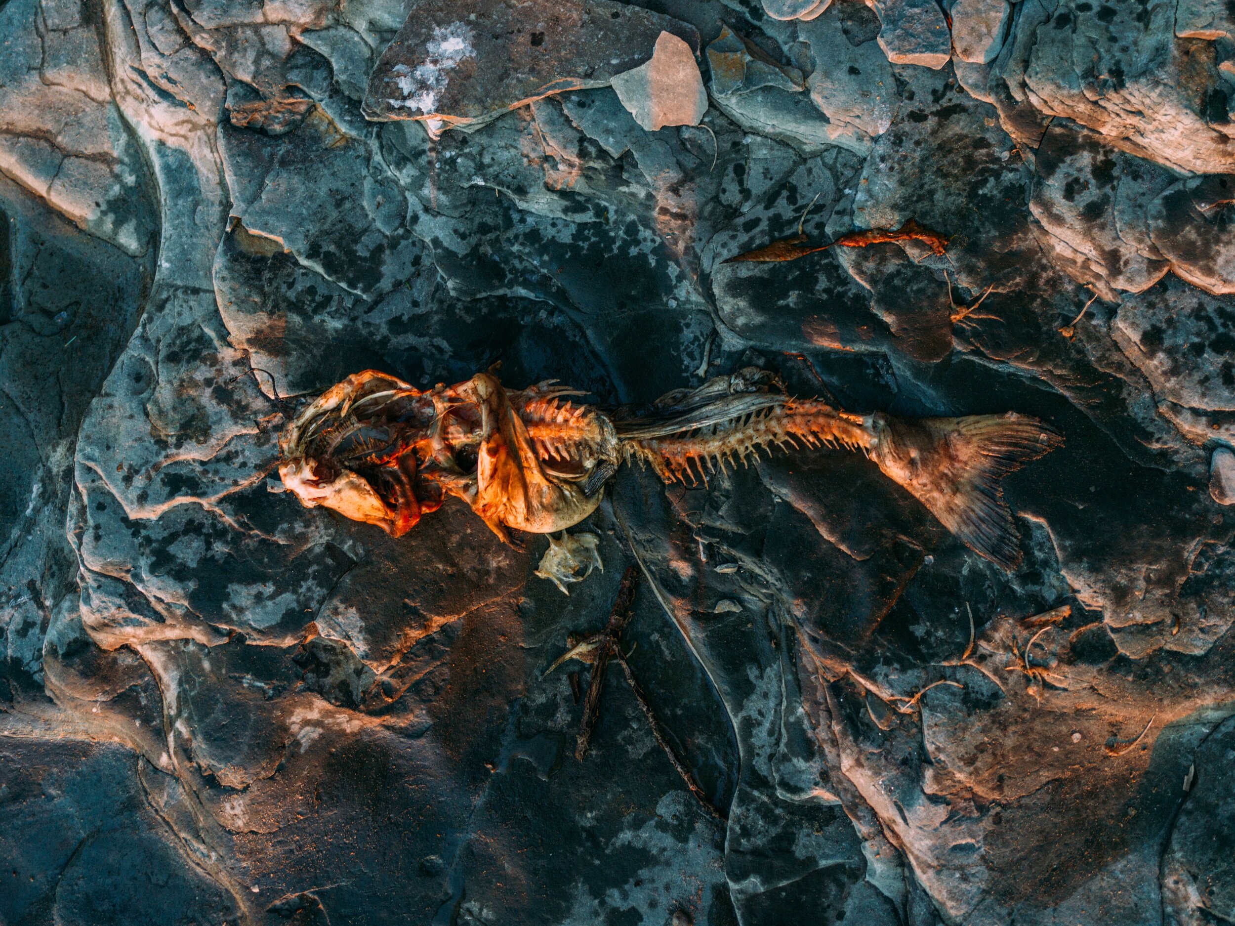 Nick-Johnson-Photography-2018-Fish.jpeg