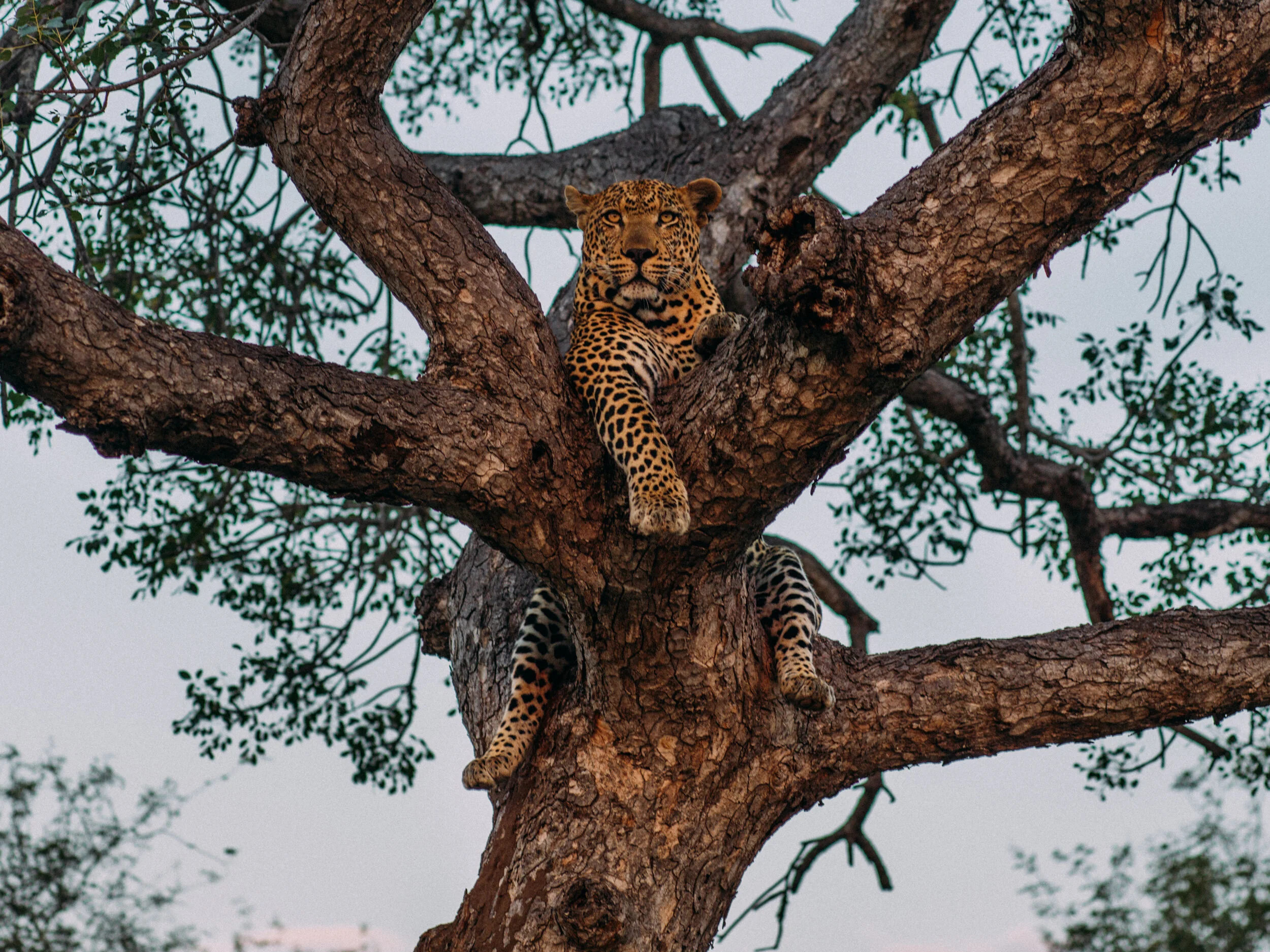 Nick-Johnson-Digital-Photography-Africa-Capetown-0004430.jpg