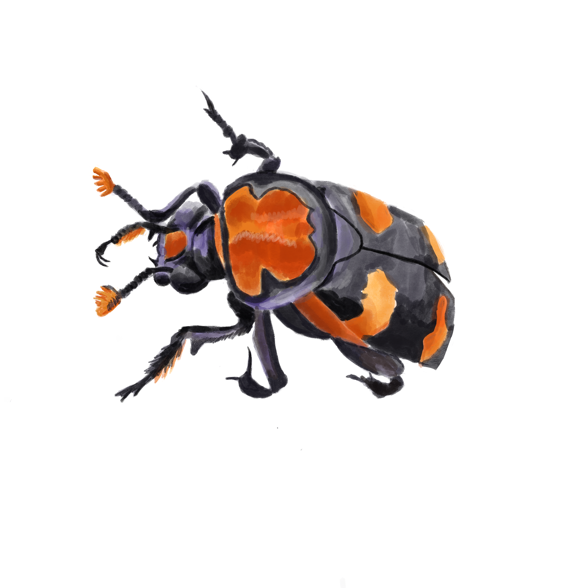 American Burying Beetle