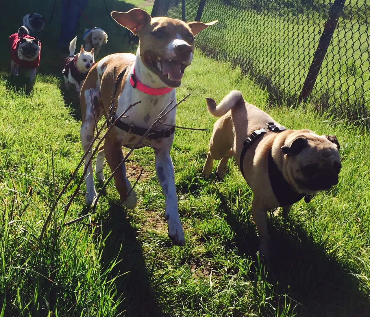 Best Emeryville dog walker