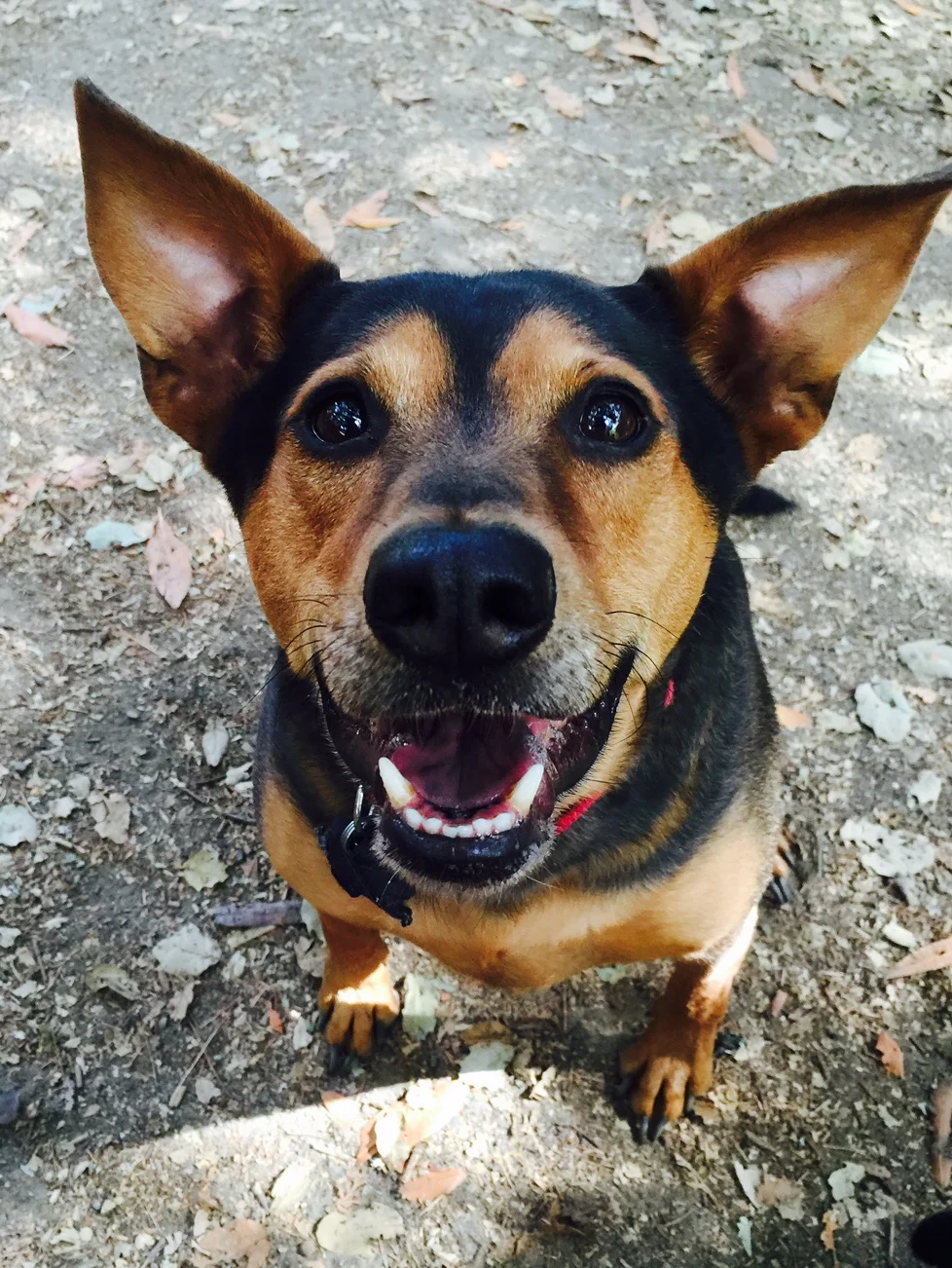 Most popular East Bay dog walker and pet sitter in Oakland