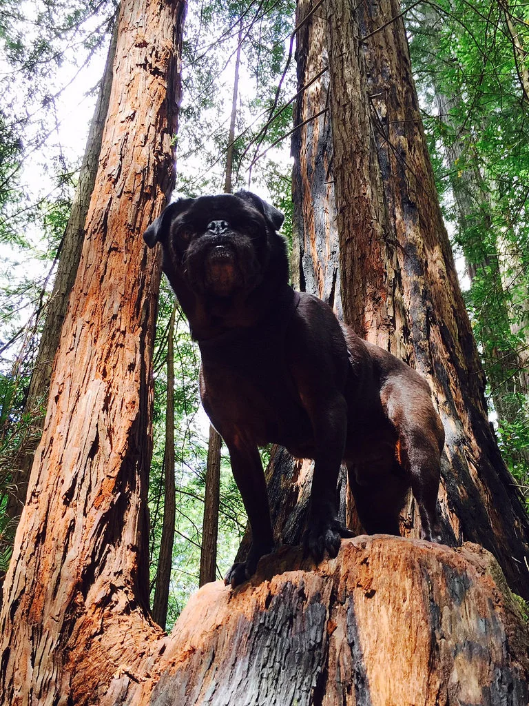 Best Berkeley dog walker